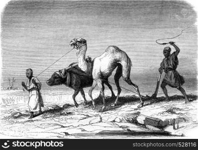 Plowing scene in Egypt, vintage engraved illustration. Magasin Pittoresque 1847.
