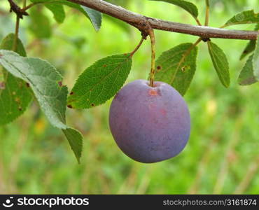 Plum