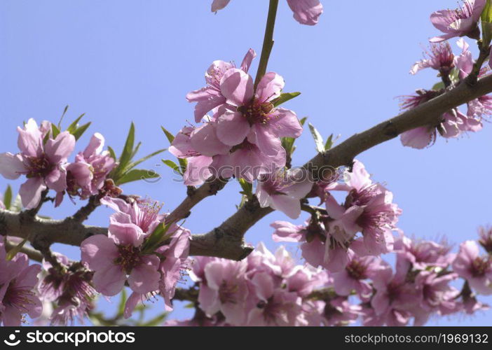 Plum blossom