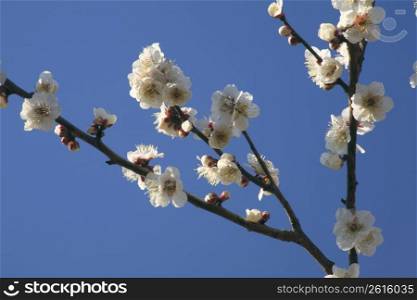 Plum blossom