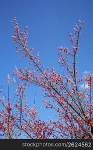 Plum blossom