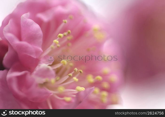 Plum blossom