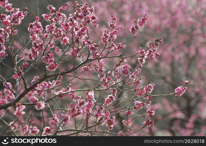 Plum blossom