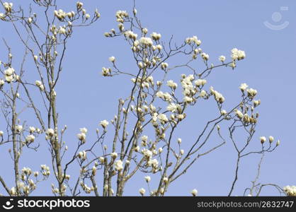 Plum blossom