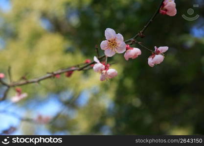 Plum blossom