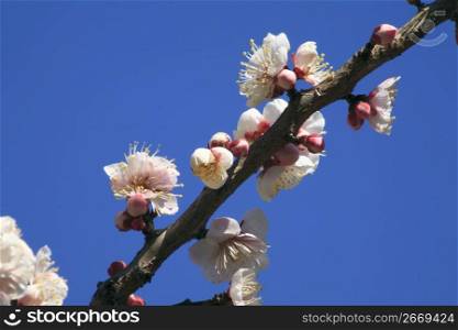 Plum blossom
