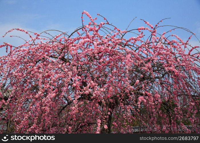 Plum blossom