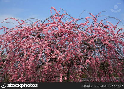 Plum blossom