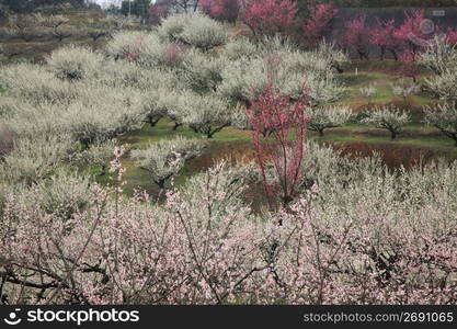 Plum blossom