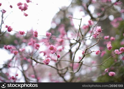 Plum blossom