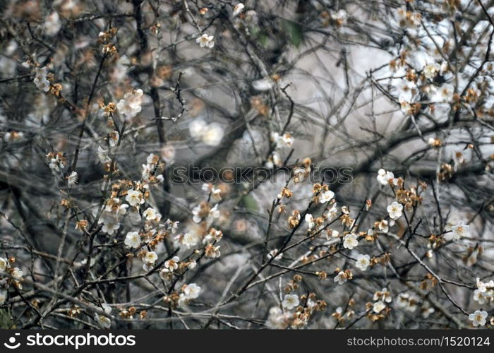 Plum Blossom Bloom Tree White