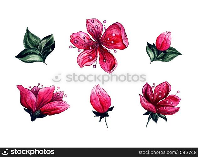 Plum blossom flowers, watercolor hand drawn floral blooms with buds and green leaves, isolated on white background. Japanese meihua flower or sakura cherry blossom, floral decoration elements. Watercolor floral plum or cherry blossom flowers