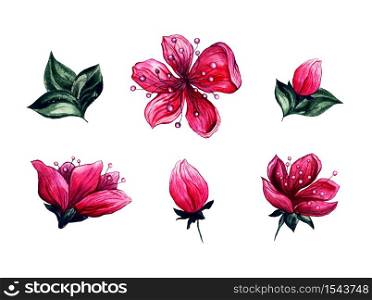Plum blossom flowers, watercolor hand drawn floral blooms with buds and green leaves, isolated on white background. Japanese meihua flower or sakura cherry blossom, floral decoration elements. Watercolor floral plum or cherry blossom flowers