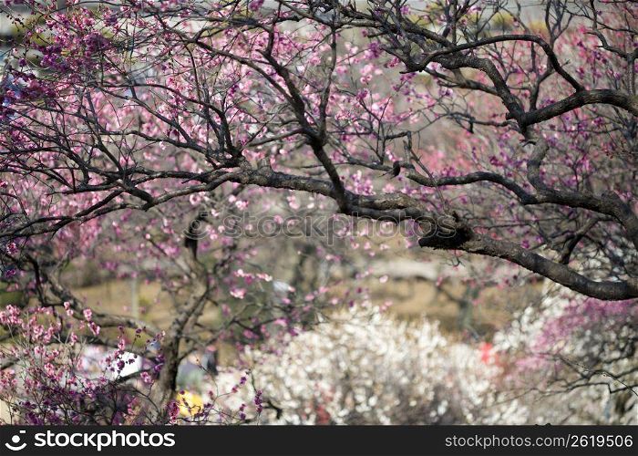 Plum blossoms