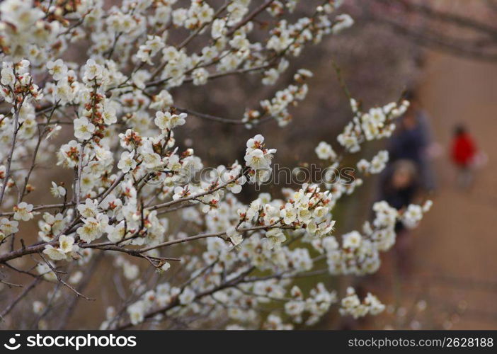 Plum blossoms