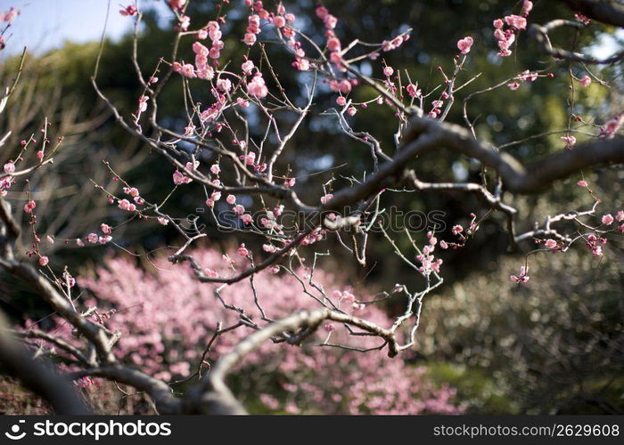 Plum blossoms