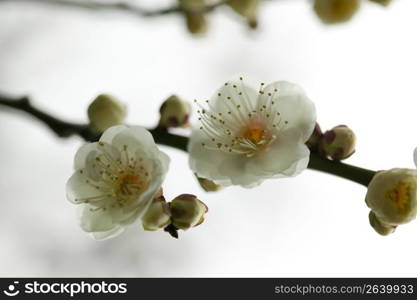 Plum blossoms