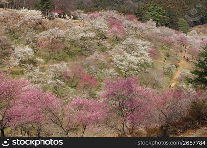 Plum blossoms