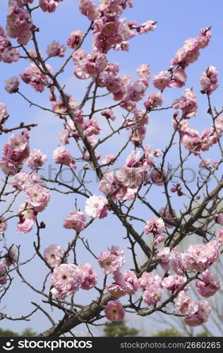 Plum blossoms