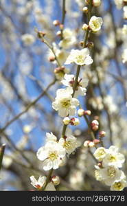 Plum blossoms