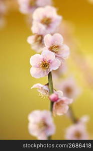 Plum blossoms