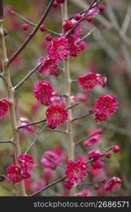 Plum blossoms