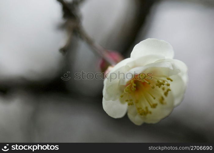 Plum blossoms