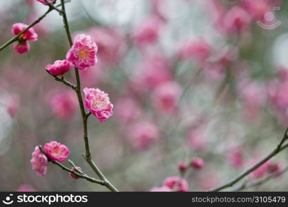 Plum blossoms