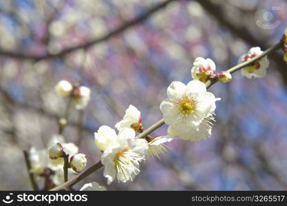 Plum blossoms