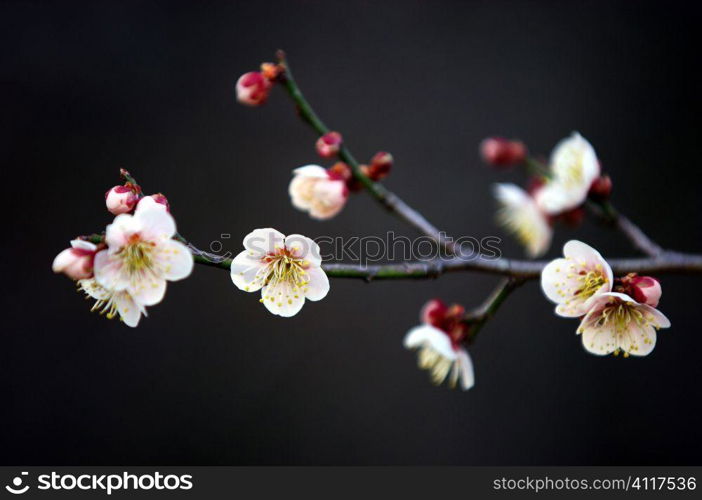 Plum blossoms