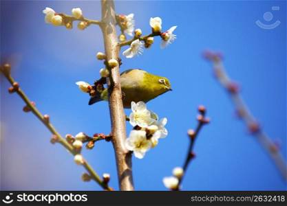 Plum blossoms and Japanese white-eye