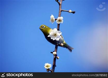 Plum blossoms and Japanese white-eye