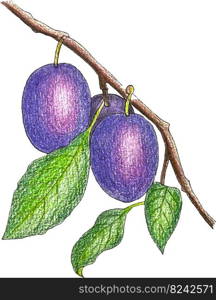 Plum branch with fruits and leaves, sketch, pencil hand drawing, PNG.