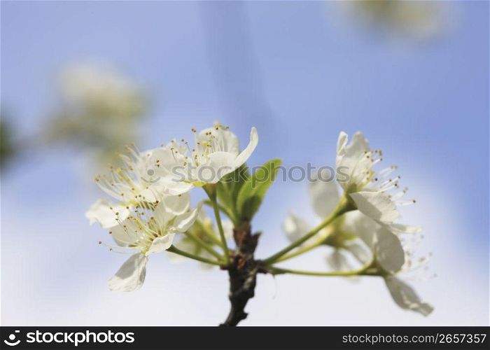 Plum flower