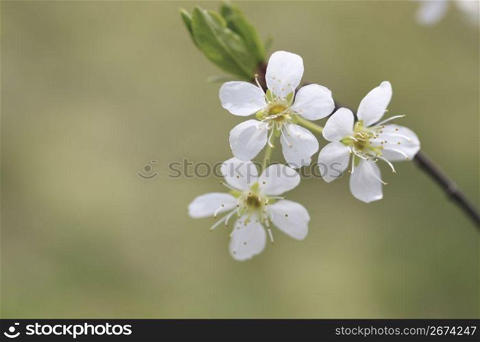 Plum flower