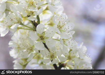 Plum flower