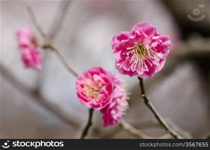 Plum flowers. Pink flowers of a plum tree in spring