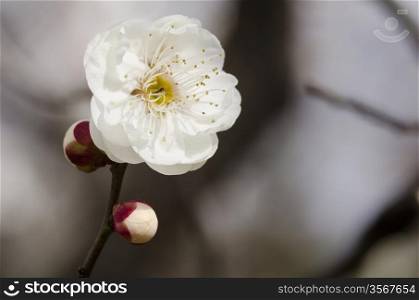 Plum flowers. White flowers of a plum tree in spring