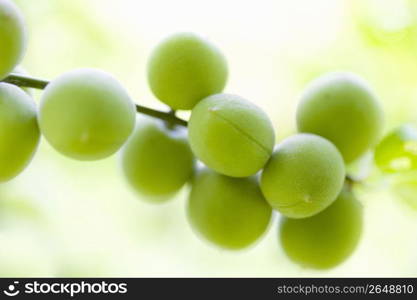 Plum fruit