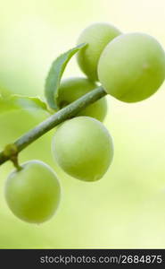 Plum fruit