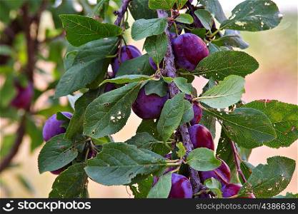 plum fruit garden in sunny summer day
