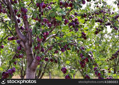 plum fruit garden in sunny summer day