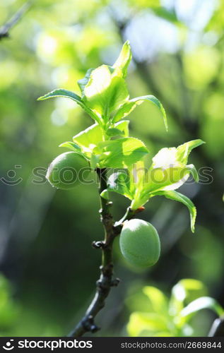 Plum fruits