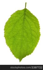 Plum leaf isolated on white