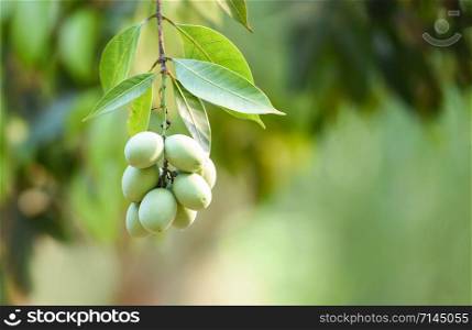 plum mango tropical fruit on tree in the summer / young green of sweet marian plum fruit maprang in thai