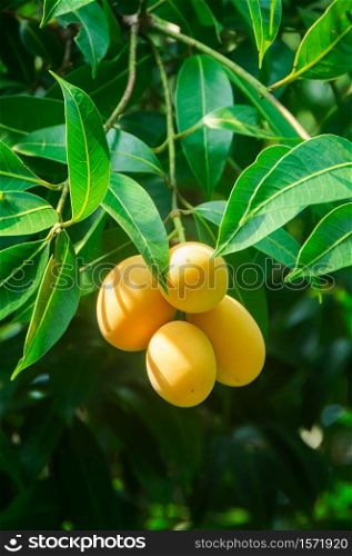 Plum Mango tropical fruit on tree, ripe of sweet Marian Plum mango fruit or Maprang or Mayongchid in Thai.