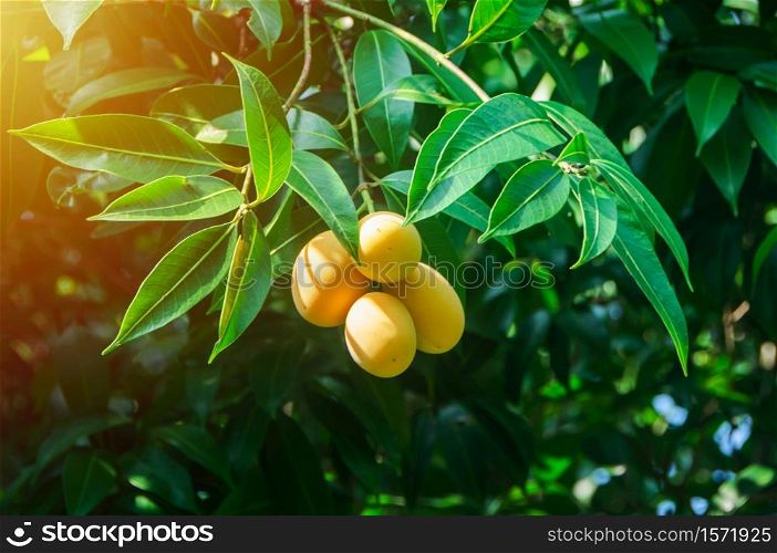 Plum Mango tropical fruit on tree, ripe of sweet Marian Plum mango fruit or Maprang or Mayongchid in Thai.