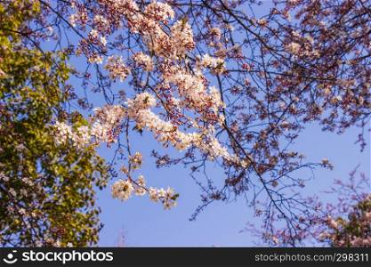 Plum pink flowers and blue sky bright background Osaka-jo park front. Select focus.