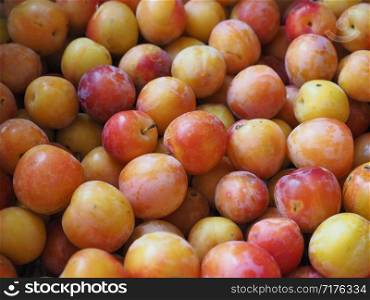 plum prune (Prunus domestica) aka European plum fruit vegetarian food useful as a background. prune fruit food background