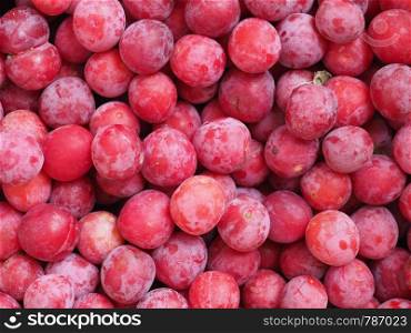 plum prune (Prunus domestica) aka European plum fruit vegetarian food useful as a background. prune fruit food background